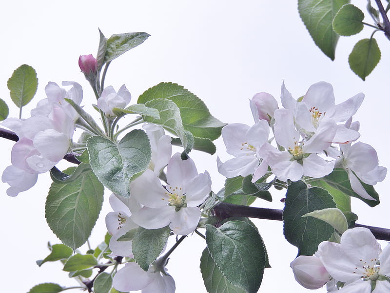Apple Blossoms, Tree, Spring, graphy, Flowers, Nature, HD wallpaper