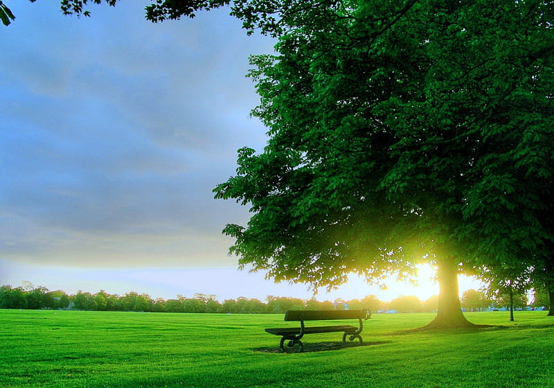 Another silent morning, tree, sun, expression, new, color, HD wallpaper