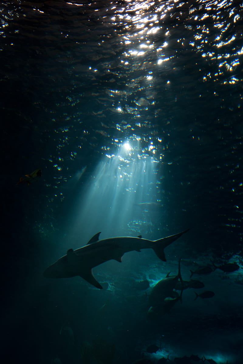 shark, underwater world, dark, HD phone wallpaper