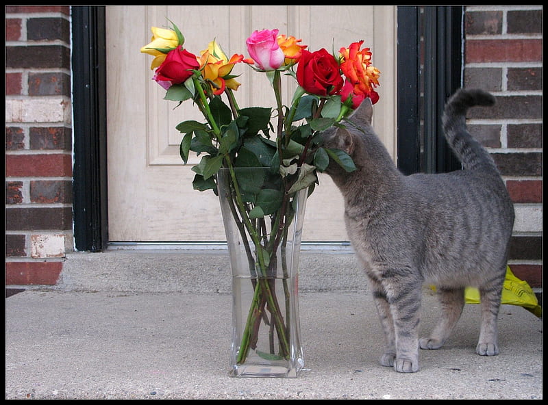 beautiful roses, gris, vase, sniffing, bonito, roses, cat, HD wallpaper