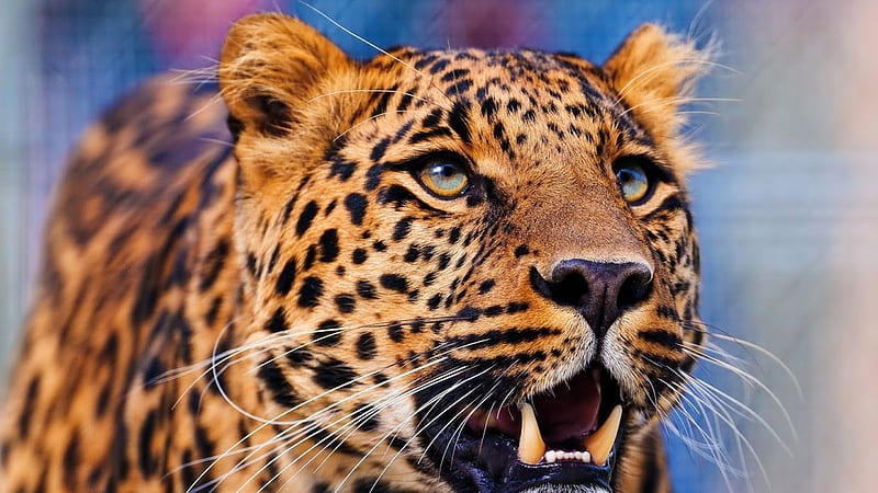 Hungry eyes, leopard, feline, wild, wildlife, cats, animals, wild animals,  big cats, HD wallpaper | Peakpx