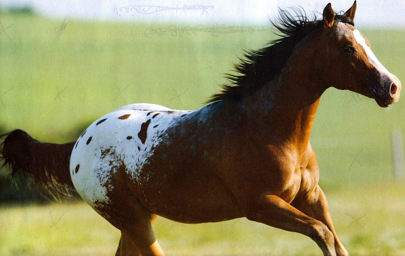 Appaloosa Horse, Horses, Galloping Horse, Appaloosa, Bay horses, HD wallpaper