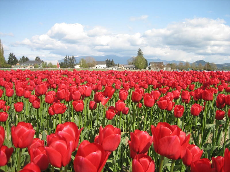 Red tulip field, skies, red, cloud, tulips, tulip, HD wallpaper