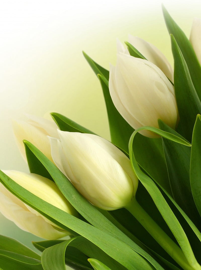 Best Tulips, flower, love, nature, new, sweet, HD phone wallpaper | Peakpx