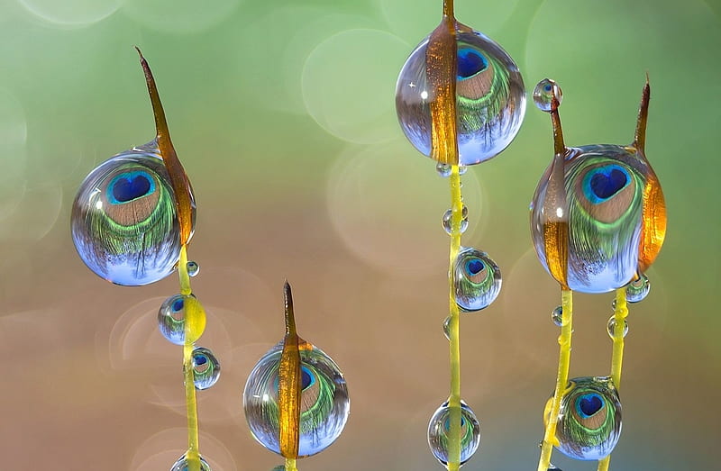 Water drops, roberto aldrovandi, feather, grass, macro, peacock, HD wallpaper