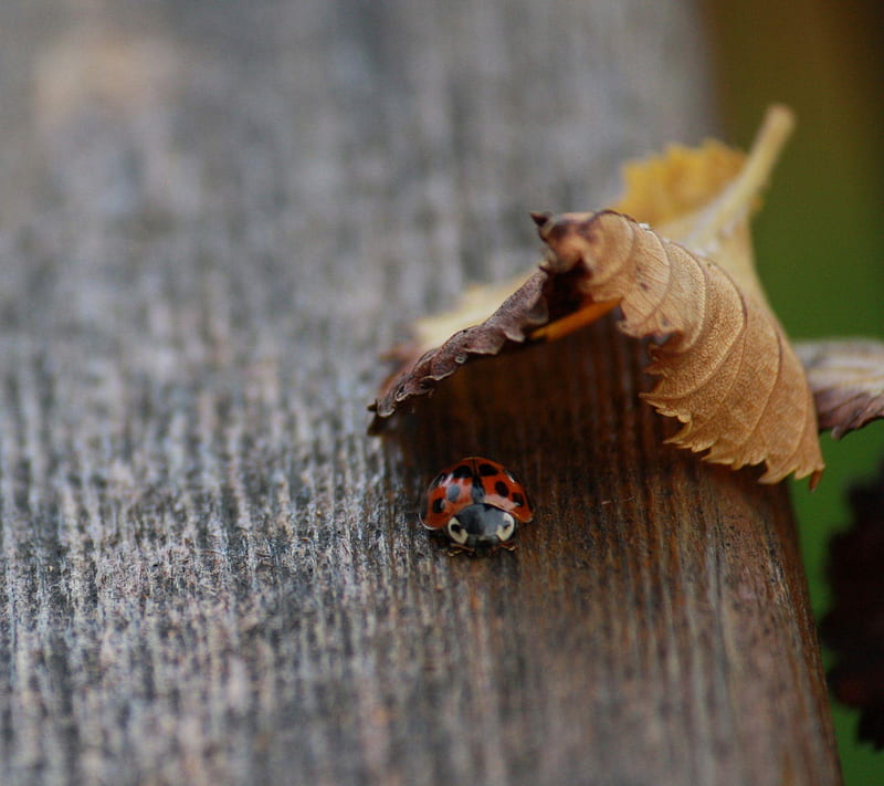 ladybug, autumn, bonito, bug, cool, lady, leaf, nice, HD wallpaper