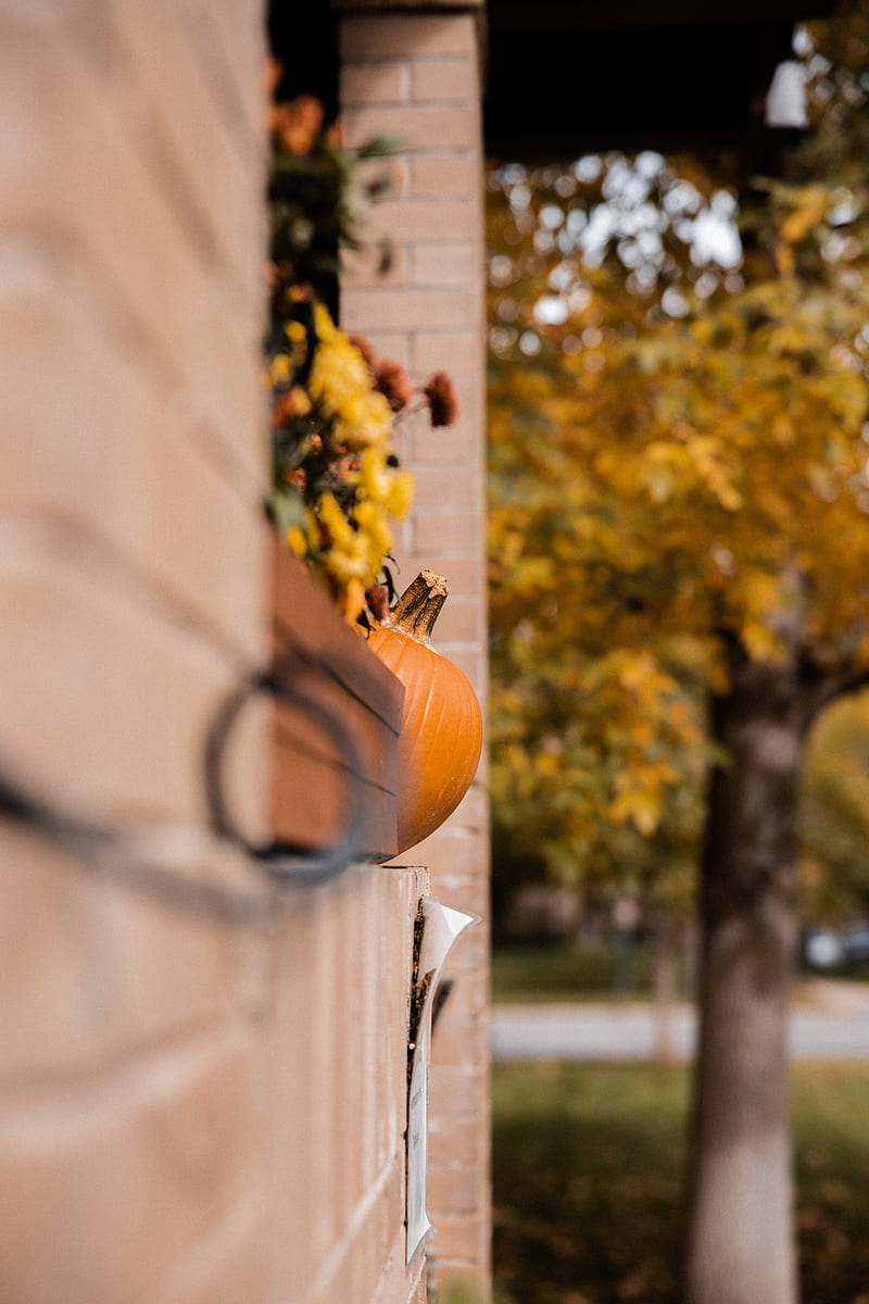 pumpkins, autumn, halloween, building, HD phone wallpaper
