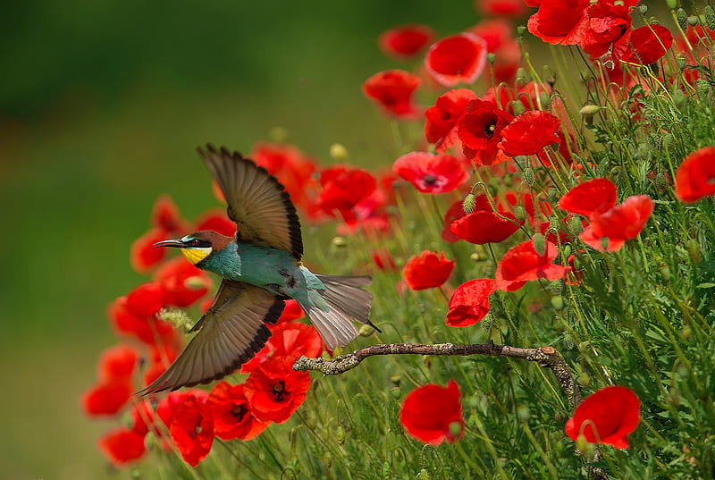 A bird in poppy field, wings, grass, flight, poppies, bonito, bird, summer, glowers, field, HD wallpaper