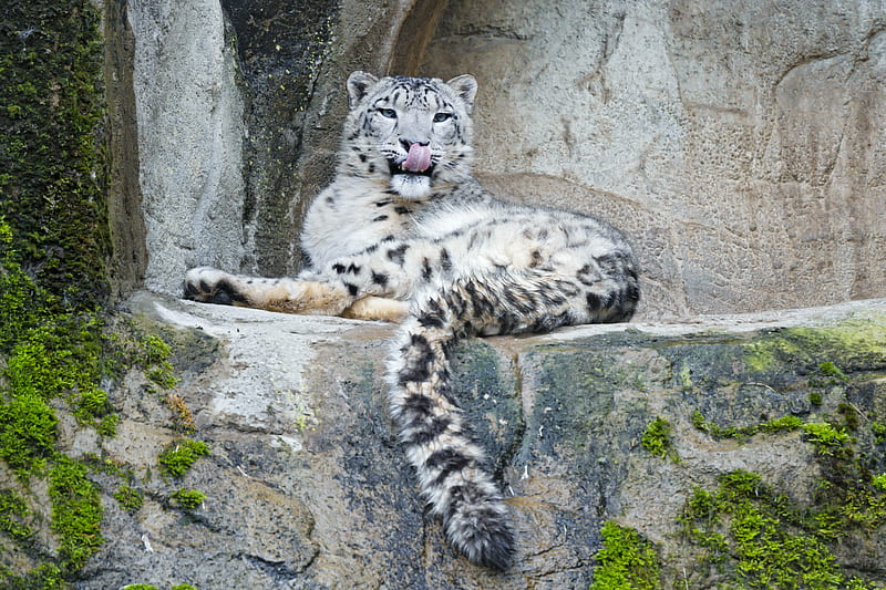 snow leopard, predator, big cat, protruding tongue, stones, HD wallpaper