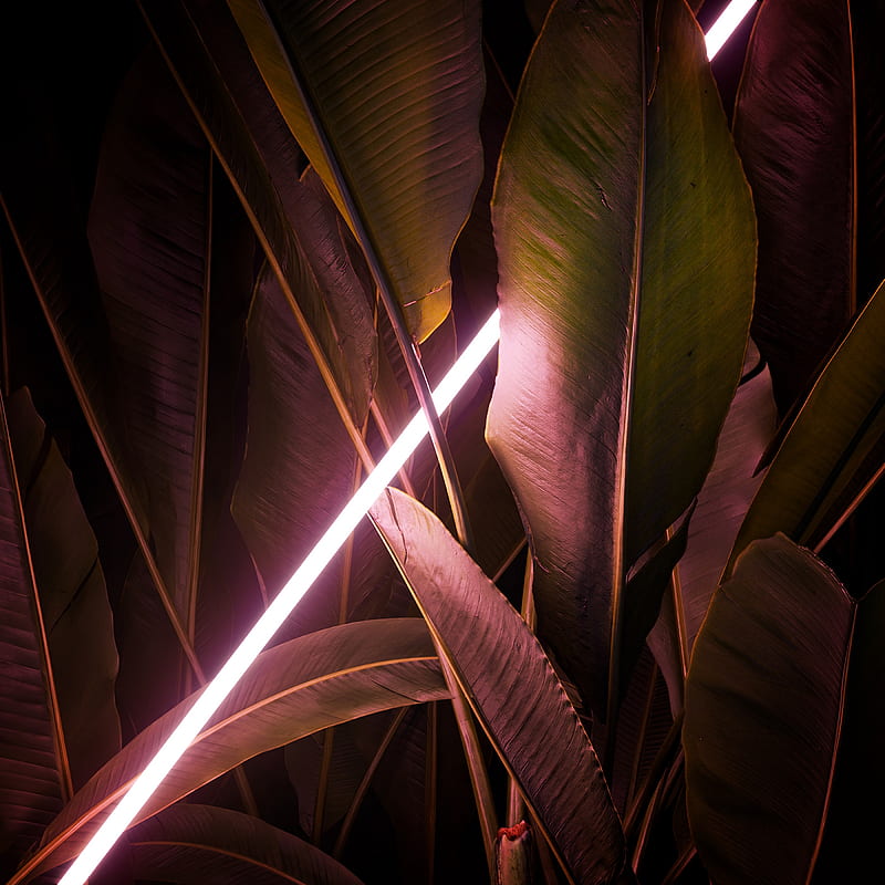 leaves, neon, light, line, glow, HD phone wallpaper