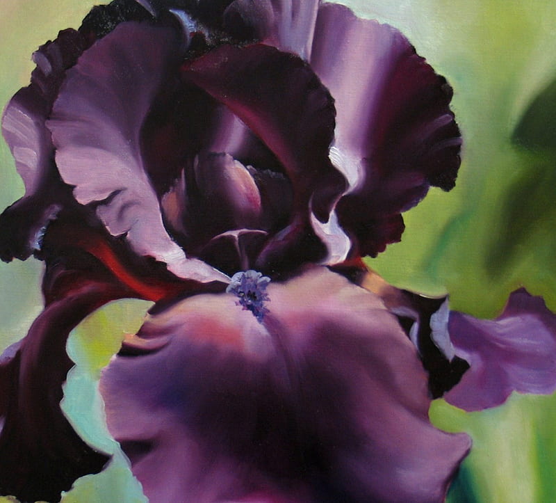 Iris de terciopelo morado oscuro, flor, morado, iris, Fondo de pantalla HD  | Peakpx