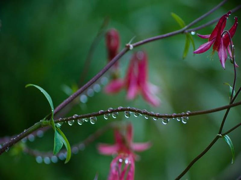 A Rainy Day, Branches, Flowers, Rainfall, Nature, Night, HD wallpaper