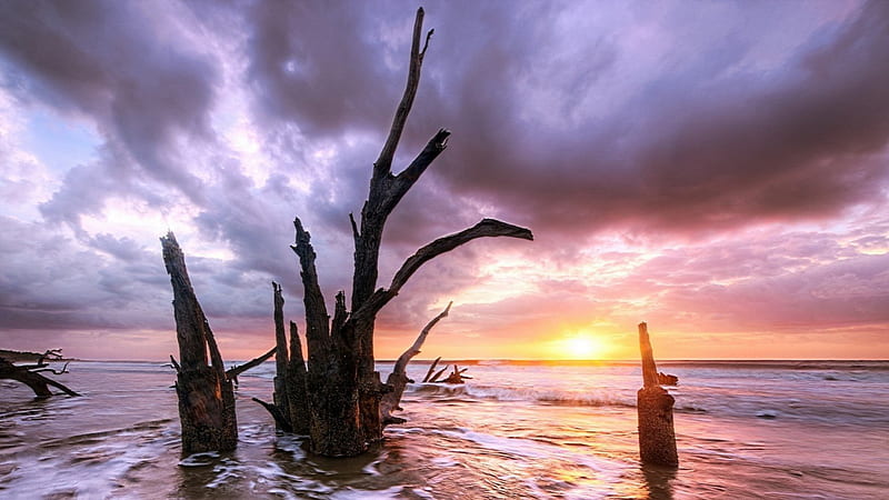 trees on a beach at sunset, beach, petrified, sunset, trees, clouds, sea, HD wallpaper