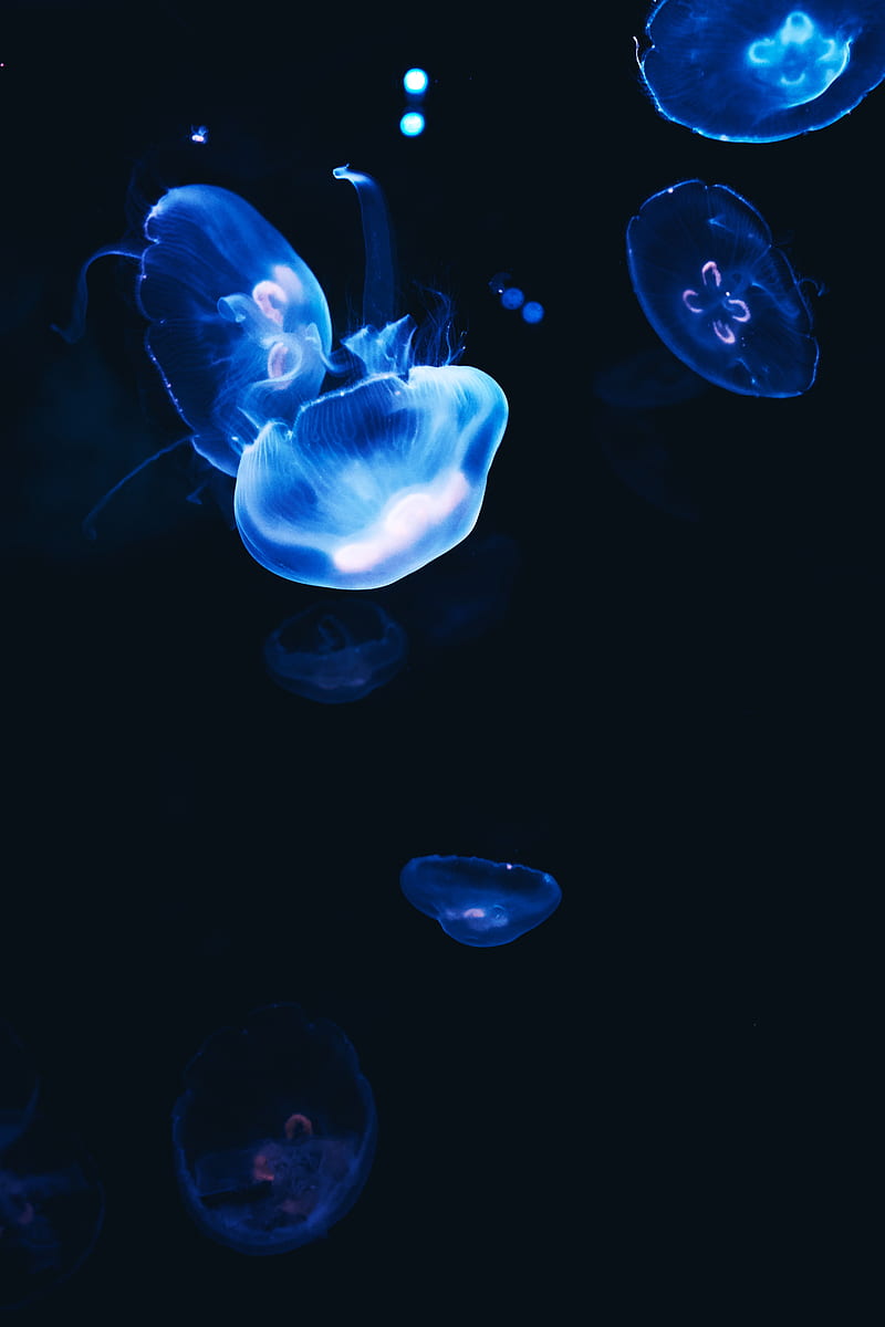 jellyfish, dark, glow, blue, HD phone wallpaper