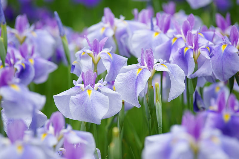 Irises, vara, green, flower, summer, field, blue, iris, HD wallpaper