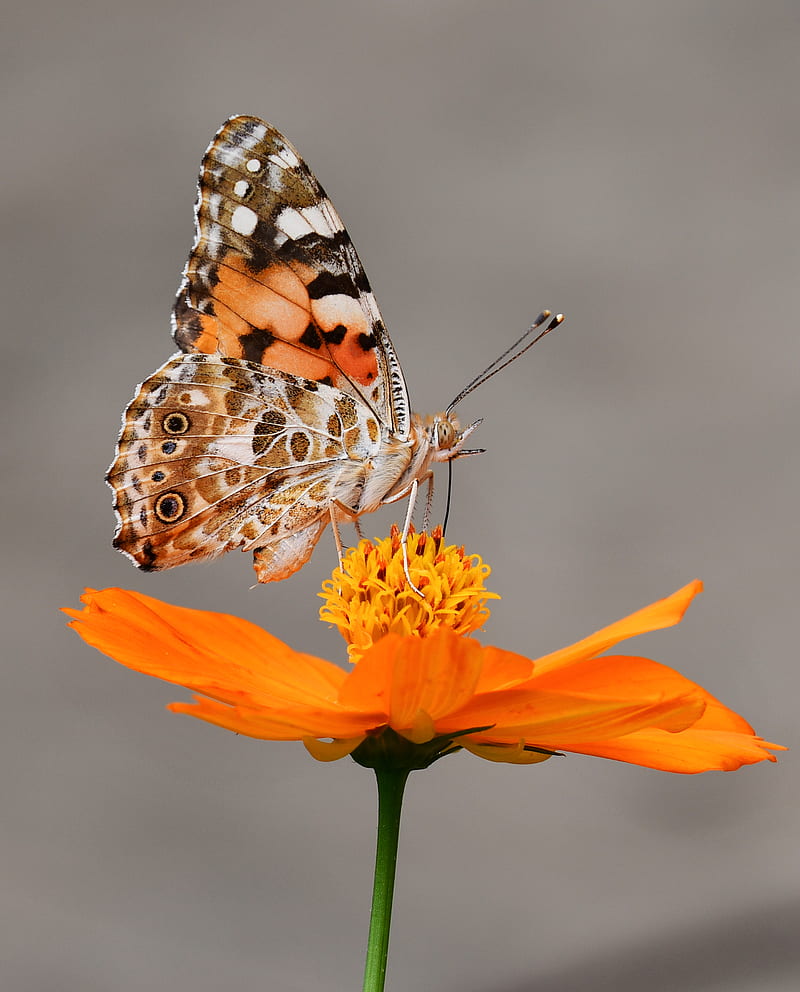 selective focus graphy of butterfly on orange petaled flower, HD phone wallpaper