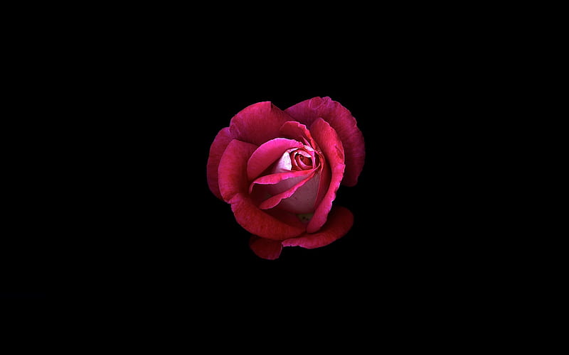 Red Rose Dark Oled, rose, flowers, oled, black, dark, HD wallpaper