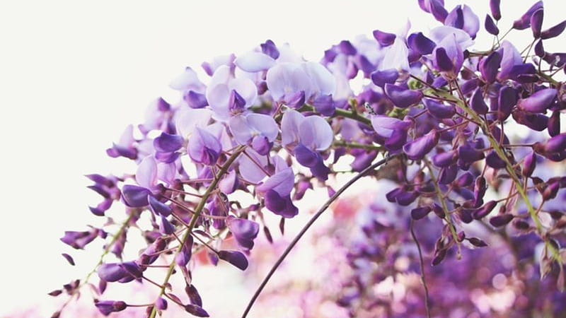 Light Purple Flower Images