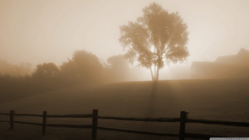 Foggy morning, fall, autumn, dawn, ranch, fog, mist, countryside, tree, natire, fields, sunrise, morning, scene, landscape, HD wallpaper