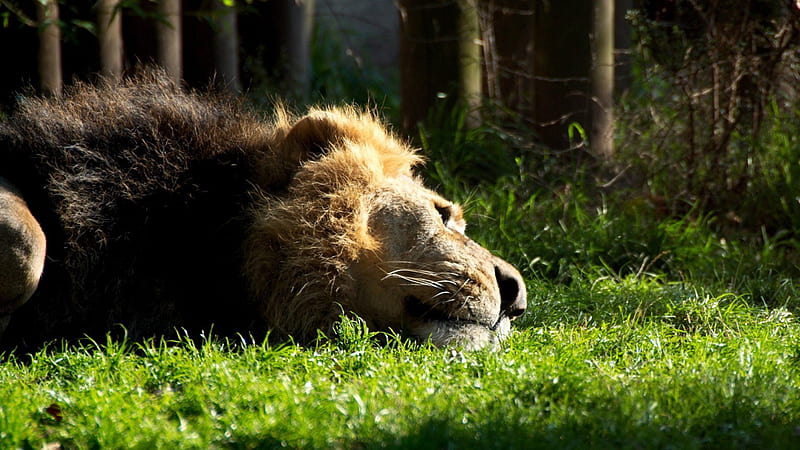 Lion in the Sun (Relax), nature, animals, entertainment, HD wallpaper
