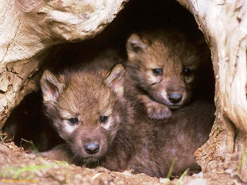 Cachorros de lobo, desierto, depredador, naturaleza, lobos, cueva, Fondo de  pantalla HD | Peakpx
