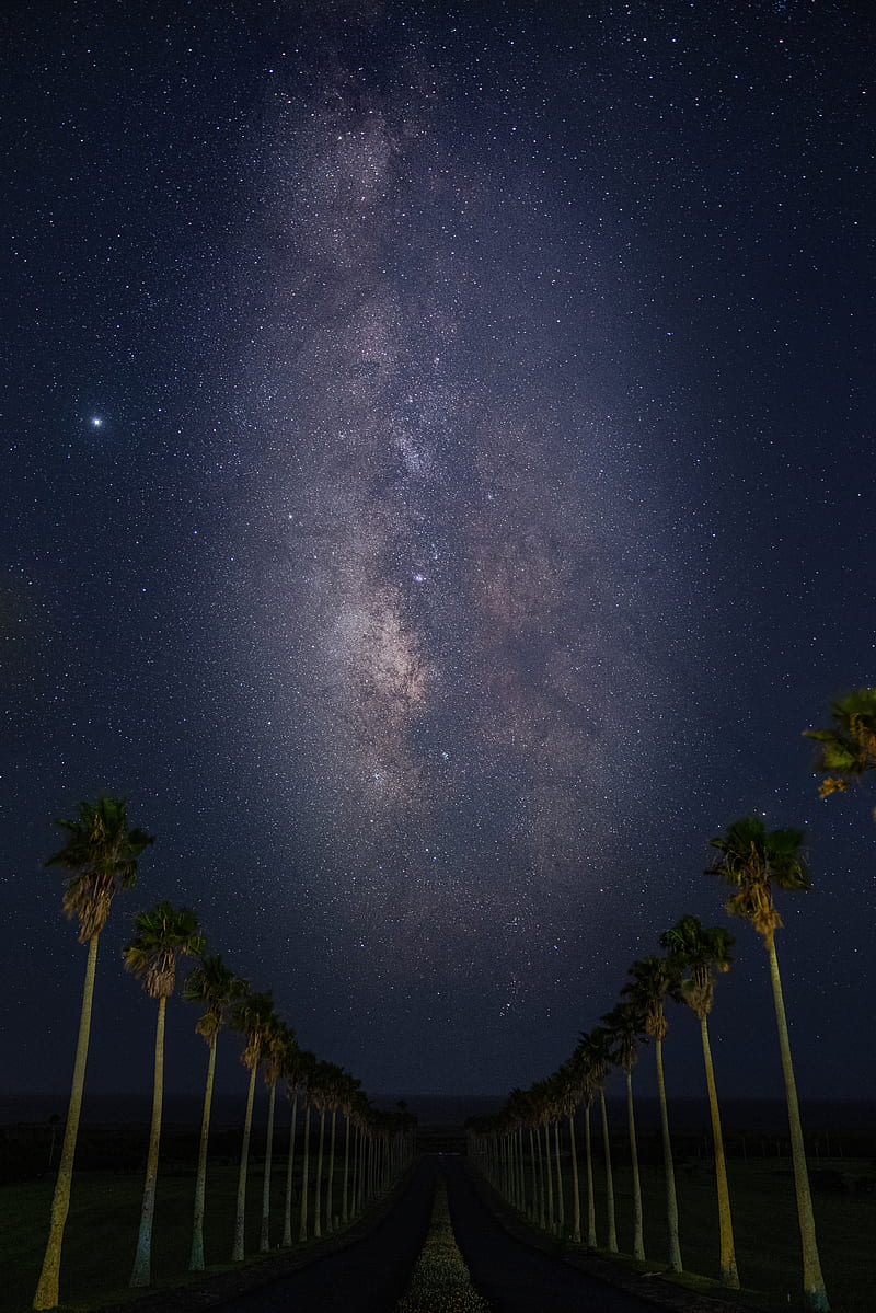 road, palm trees, night, stars, starry sky, HD phone wallpaper