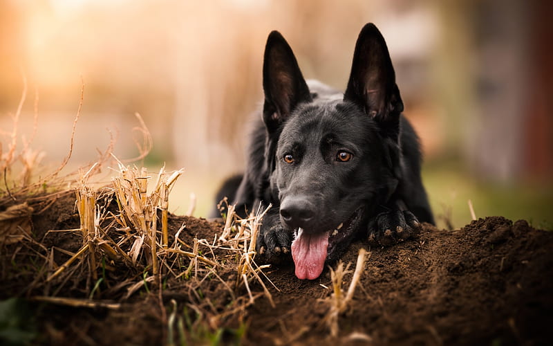 Black German Shepherd, lawn, bokeh, cute animals, close-up, German Shepherd, dogs, black dog, German Shepherd Dog, HD wallpaper