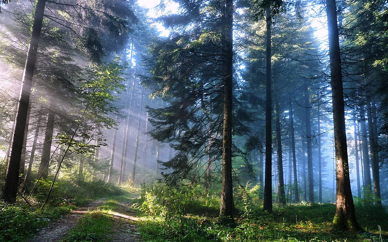 Hermoso bosque, bosque, bonito, luz, bosques, Fondo de pantalla HD | Peakpx
