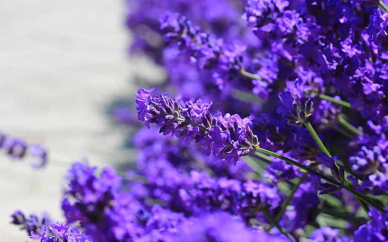 lavender, floral background, purple flowers, wildflowers, HD wallpaper