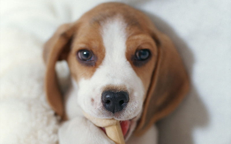 HD american foxhound puppy wallpapers | Peakpx
