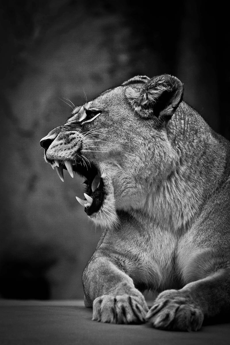lioness, roar, monochrome, big cats, predator, Animal, HD phone wallpaper
