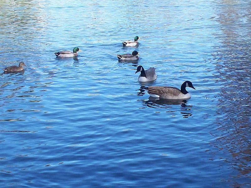 Ducks and Geese, pond, geese, water, mallards, ducks, lake, blue, HD wallpaper