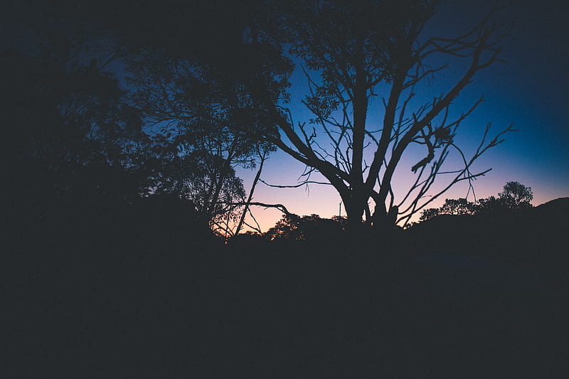 Silhouette of Tree During Dawn, HD wallpaper