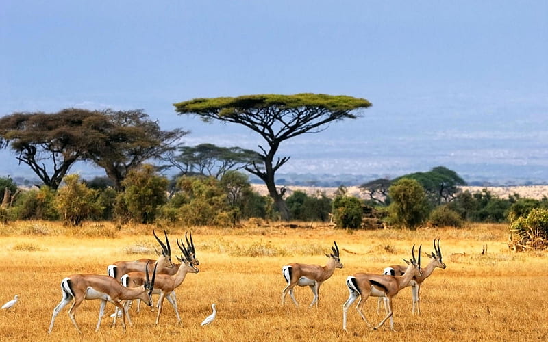 African Wildlife, fauna, african, Wilderness, wildlife, trees, animals, africa, flora, HD wallpaper