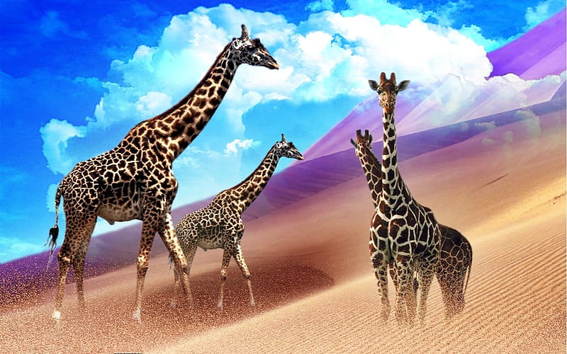 Colorful Giraffes, colorful, stately, sand dunes, Digital arts, Giraffes, animals, HD wallpaper