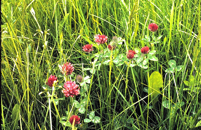 Red Clover Flowers in the field, red, flowers, spring, Clover, field, HD wallpaper