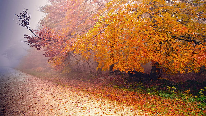 Autumn So Softly, autumn, tree, leaves, path, road, fog, roadside, Firefox theme, fall, mist, HD wallpaper
