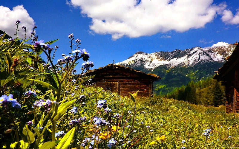 Mountain hut, Alps, hut, Austria, grass, cottage, cabin, bonito, clouds, mountain, nice, wildflowers, peaks, flowers, hills, lovely, mountainscape, lonely, sky, hoyse, slope, peaceful, summer, nature, meadow, wooden, field, HD wallpaper