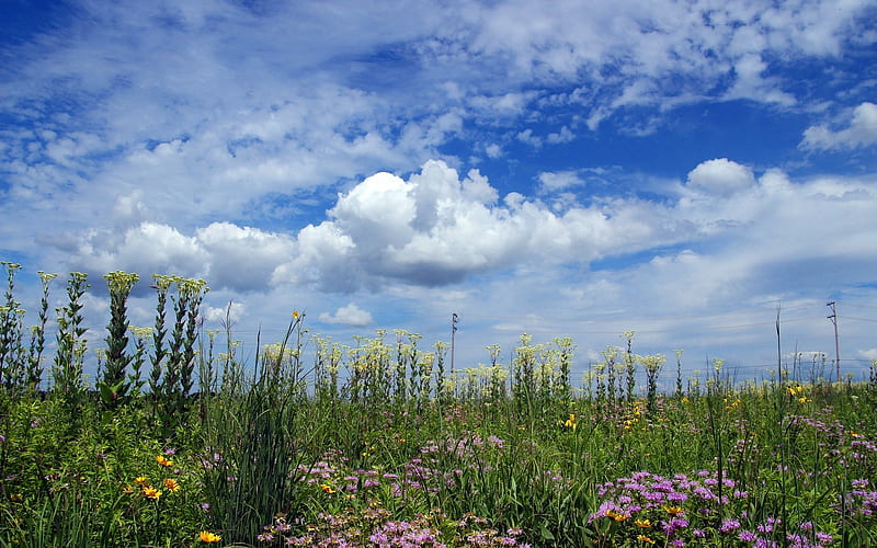 Prairie Flowers, prairie, flowers, clouds, meadow, HD wallpaper | Peakpx