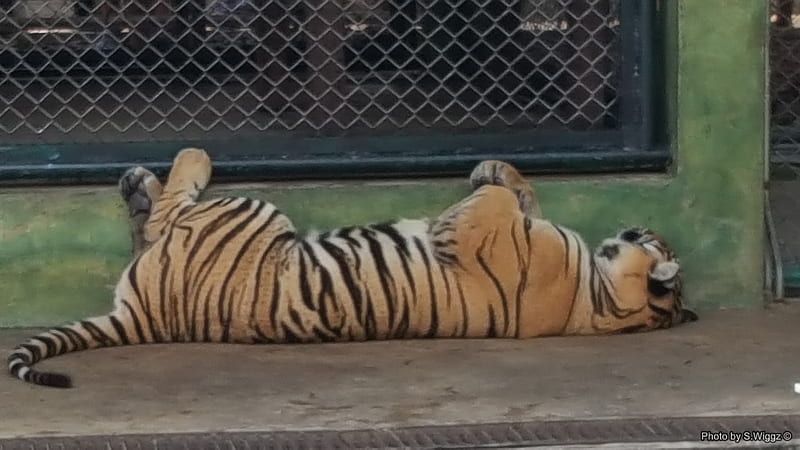 From the Tigers Den, Den, Thailand, Phuket, Tiger, Wild, Animal, HD wallpaper