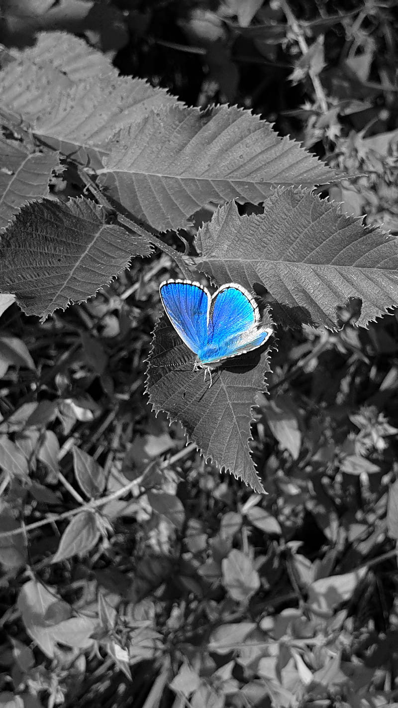 Blue Butterfly Bianco E Nero Black White Nature B N Hd Mobile Wallpaper Peakpx