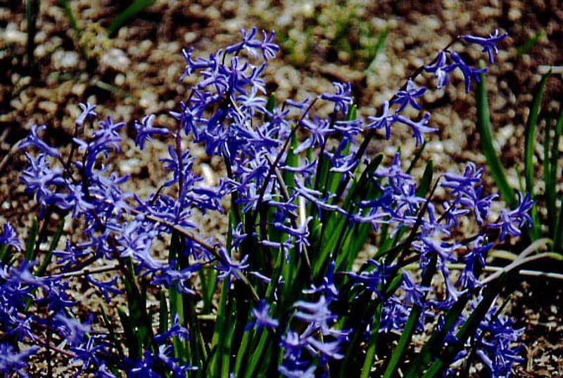 Sincerity, hyacinth, bulbs, flower, nature, blue, HD wallpaper