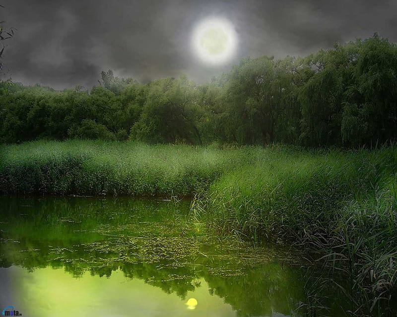Green Grass in the Swamp, moon, graphy, green, grassmwater, swamp, HD wallpaper