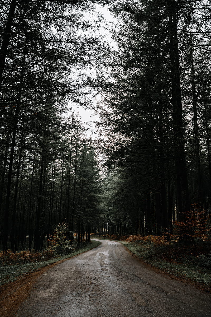 road, forest, pines, turn, nature, HD phone wallpaper