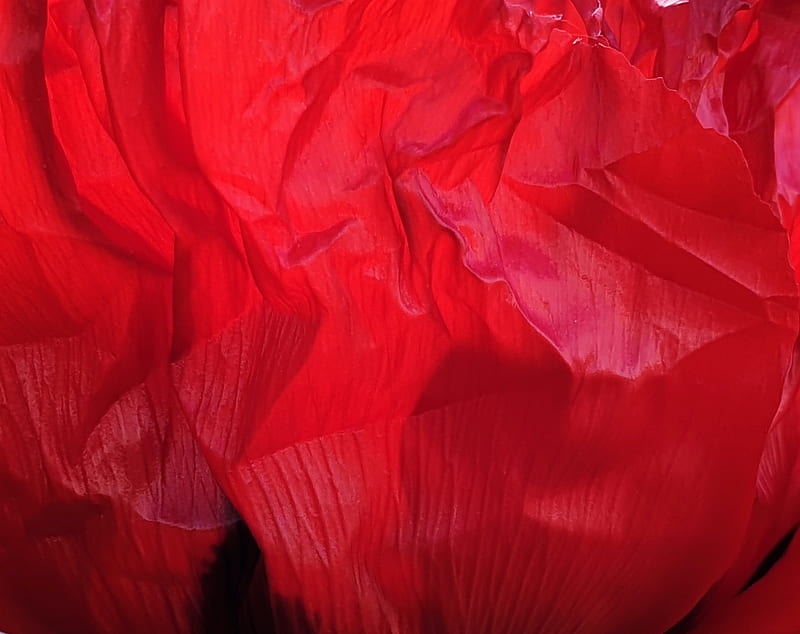 flower, petals, crumpled, red, texture, HD wallpaper