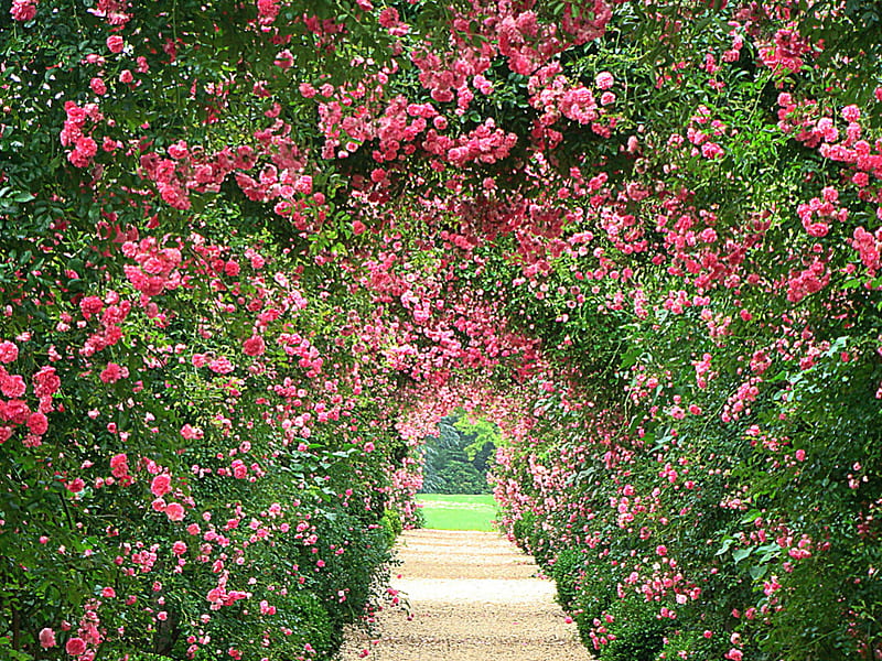 rose archway, archway, path, garden, nature, roses, HD wallpaper