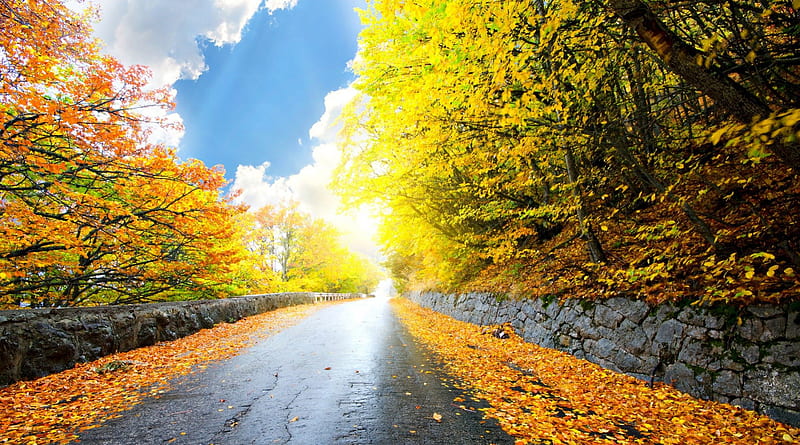 wet road on a sunny autumn day, autumn, stone wall, wet, sunshine, road, trees, HD wallpaper