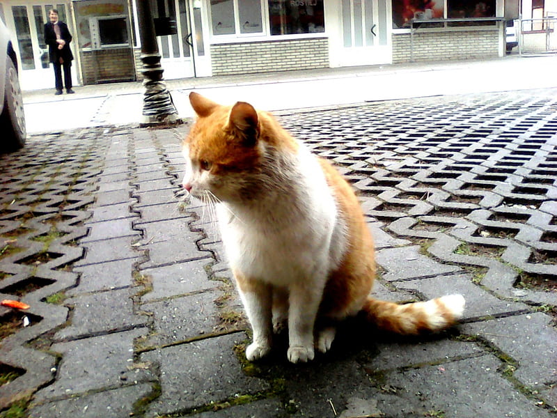 cat from neighbourhood, cute, red, cats, outdoor, HD wallpaper