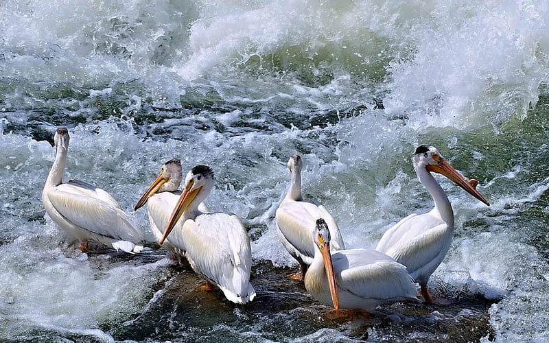 Pelicans in boiling water, Pelicans, birds, nature, water, HD wallpaper