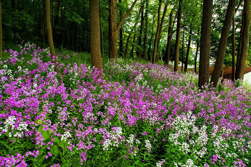 Forest flowers, pretty, colorful, house, grass, bonito, fragrance, nice, green, village, flowers, pink, lovely, fresh, greenery, scent, spring, freshness, summer, violet, nature, HD wallpaper